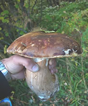 Boletus edulis (fotografia di Stefano Franzoso)