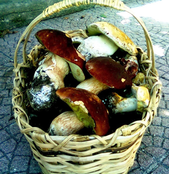 Un bel cesto di funghi porcini colti in Val d'Aveto (fotografia di Graziella Mazza)