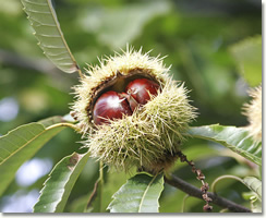 Castagne