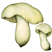 Calocybe gambosa - Tricholoma georgii