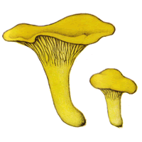 Cantharellus cibarius