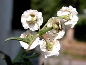 Achillea ftarmica (click per ingrandire l'immagine)