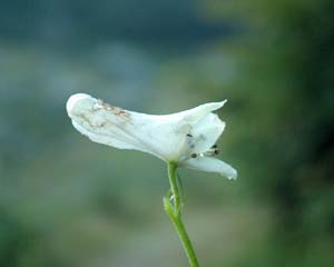 Aconitum vulparia (click per ingrandire l'immagine)