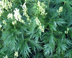 Aconitum vulparia (click per ingrandire l'immagine)