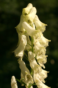 Aconitum vulparia (click per ingrandire l'immagine)