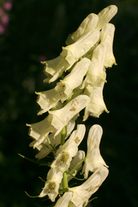 Aconitum vulparia (click per ingrandire l'immagine)