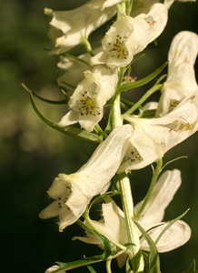 Aconitum vulparia (click per ingrandire l'immagine)