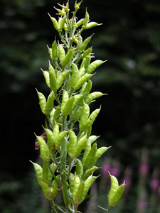 Aconitum vulparia (click per ingrandire l'immagine)