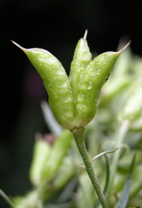 Aconitum vulparia (click per ingrandire l'immagine)