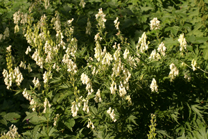 Aconitum vulparia (click per ingrandire l'immagine)