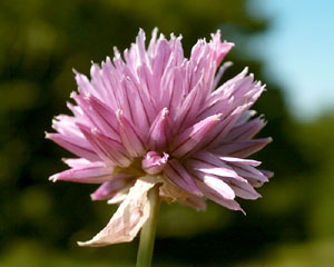 Allium schoenoprasum (click per ingrandire l'immagine)