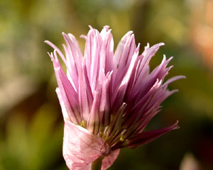 Allium schoenoprasum (click per ingrandire l'immagine)