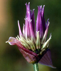 Allium schoenoprasum (click per ingrandire l'immagine)