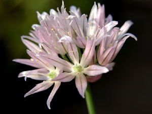 Allium schoenoprasum (click per ingrandire l'immagine)