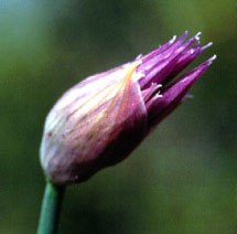 Allium schoenoprasum (click per ingrandire l'immagine)