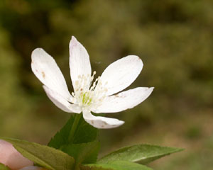 Anemone trifolia (click per ingrandire l'immagine)