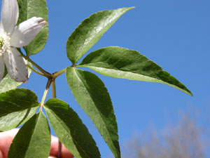 Anemone trifolia (click per ingrandire l'immagine)