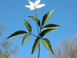 Anemone trifolia (click per ingrandire l'immagine)