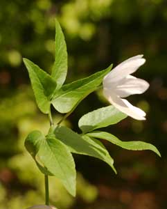 Anemone trifolia (click per ingrandire l'immagine)