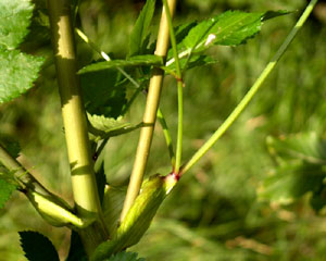 Angelica sylvestris (click per ingrandire l'immagine)