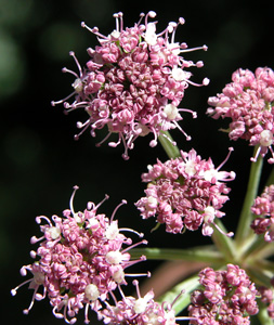 Angelica sylvestris (click per ingrandire l'immagine)