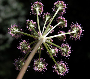 Angelica sylvestris (click per ingrandire l'immagine)