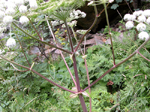 Angelica sylvestris (click per ingrandire l'immagine)