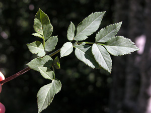 Angelica sylvestris (click per ingrandire l'immagine)