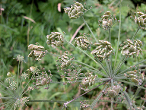 Angelica sylvestris (click per ingrandire l'immagine)