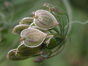 Angelica sylvestris (click per ingrandire l'immagine)