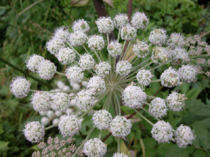 Angelica sylvestris (click per ingrandire l'immagine)