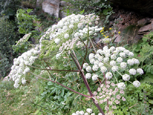 Angelica sylvestris (click per ingrandire l'immagine)