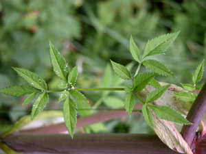 Angelica sylvestris (click per ingrandire l'immagine)