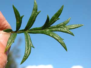 Artemisia verlotorum (click per ingrandire l'immagine)