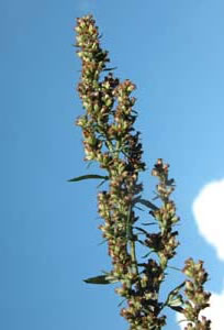 Artemisia verlotorum (click per ingrandire l'immagine)