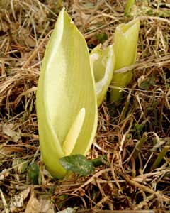 Arum italicum (click per ingrandire l'immagine)