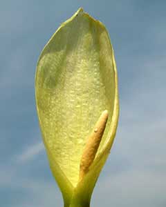 Arum italicum (click per ingrandire l'immagine)