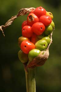 Arum italicum (click per ingrandire l'immagine)