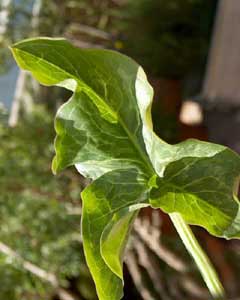 Arum italicum (click per ingrandire l'immagine)