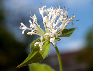 Asperula taurina (click per ingrandire l'immagine)