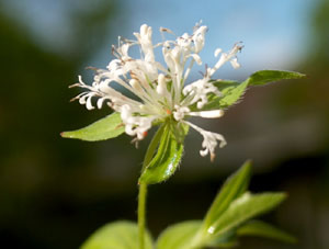 Asperula taurina (click per ingrandire l'immagine)