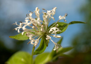 Asperula taurina (click per ingrandire l'immagine)