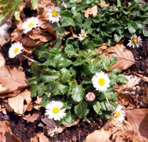 Bellis perennis (click per ingrandire l'immagine)