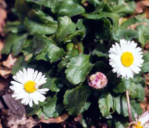 Bellis perennis (click per ingrandire l'immagine)