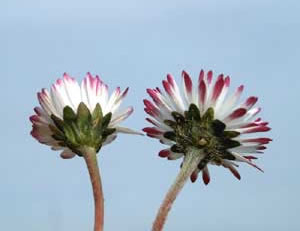 Bellis perennis (click per ingrandire l'immagine)