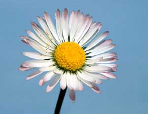 Bellis perennis (click per ingrandire l'immagine)