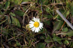 Bellis perennis (click per ingrandire l'immagine)