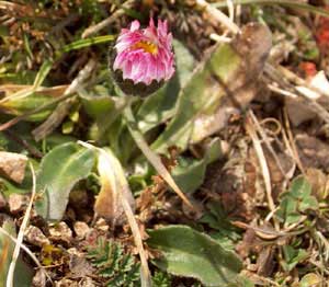 Bellis perennis (click per ingrandire l'immagine)