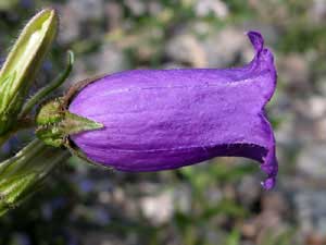 Campanula medium (click per ingrandire l'immagine)