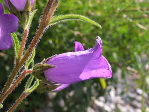 Campanula medium (click per ingrandire l'immagine)